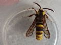 Sesia apiformis
